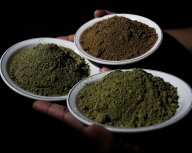 Co byste měli vědět o kratomu?: Kratom není žádná rostlina, nýbrž prášek…