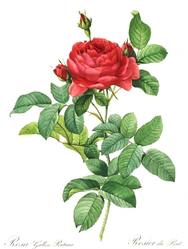 zobrazit detail historického snímku: Růže.