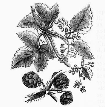 Chmel. - klikněte pro zobrazení detailu Chmel. - klikněte pro zobrazení detailu