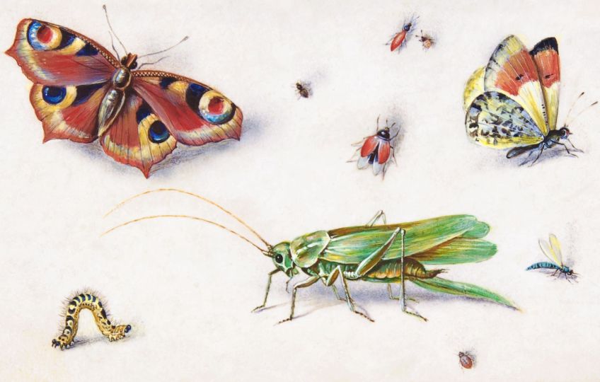 Hmyz jako jídlo pro lidi? Ale jistě, na kobylkách si pochutnával už Mojžíš a mnozí další! Hmyz jako jídlo pro lidi? Ale jistě, na kobylkách si pochutnával už Mojžíš a mnozí další!: Mnoho lidí se dnes tváří, že je konzumace hmyzu…