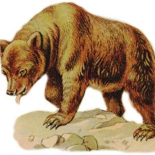 Mědvěd obecný (Ursus arctos).