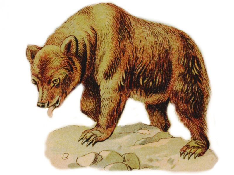 zobrazit detail historického snímku: Mědvěd obecný (Ursus arctos).