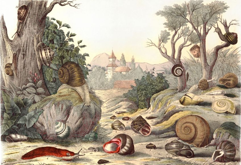 Rok 1895: Jak hlemýždi zastavili parní vlak Rok 1895: Jak hlemýždi zastavili parní vlak: Parní lokomotiva se může zdát symbolem síly, kterou…