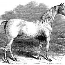 retro fotografie Arabský kůň.