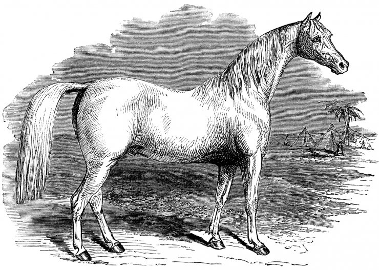 zobrazit detail historického snímku: Arabský kůň.
