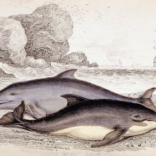 Tajemný svět delfínů v dávných bájích