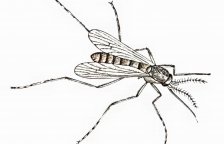 Rok 1912: Návod na obranu před komáry a zmírnění svědění od komářích štípanců