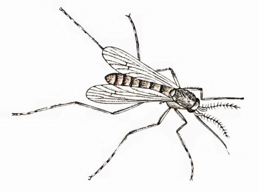 Komár písklavý. - klikněte pro zobrazení detailu