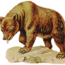 Mědvěd obecný (Ursus arctos).