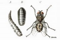 Zvláštní legendy a pověry, týkající se zdánlivě obyčejné mouchy domácí: Nepříjemné bzučení otravných much zná každý…
