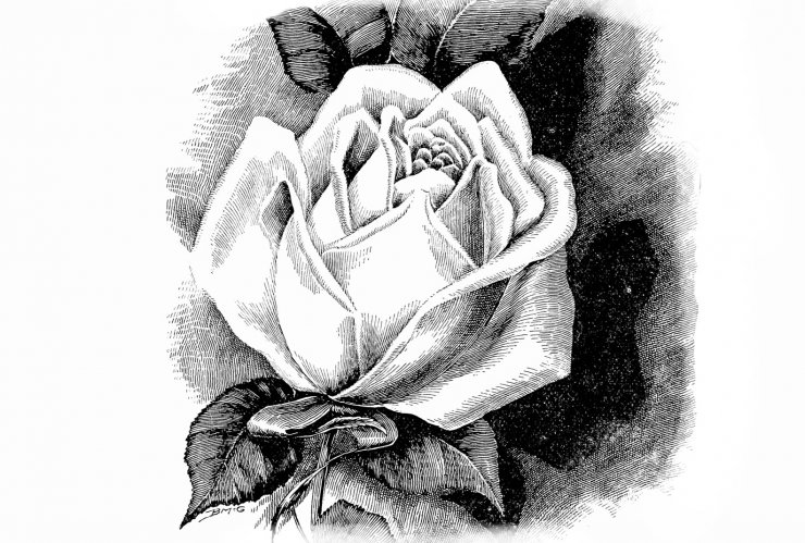 zobrazit detail historického snímku: Růže.