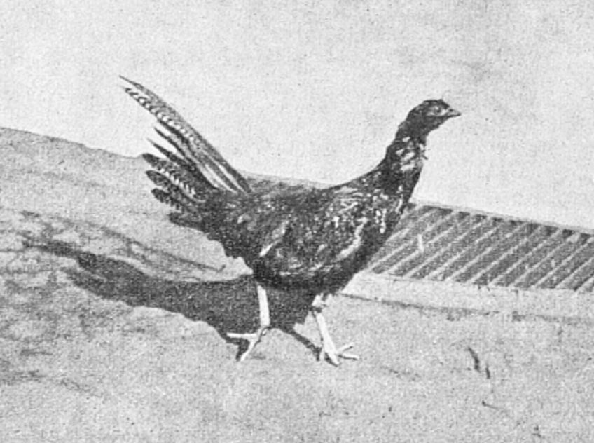 Co vznikne spojením bažanta se slepicí?: Láska si někdy nedá poručit. Článek z roku 1910 vás…
