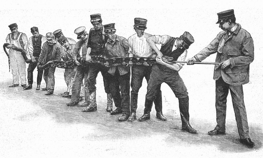 Krmení obrovského hroznýše, který odmítal potravu: Co dělat, když zvíře žijící v zajetí odmítá jíst?…