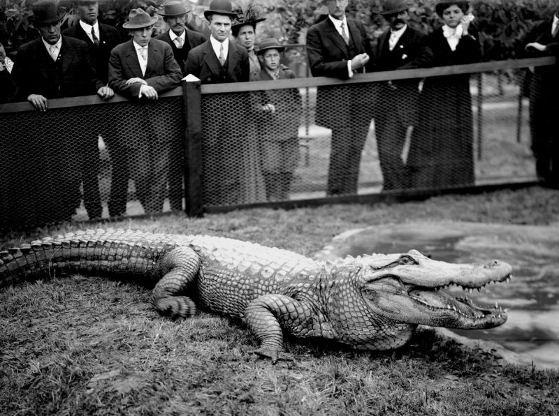 zobrazit detail historického snímku: Krokodil.
