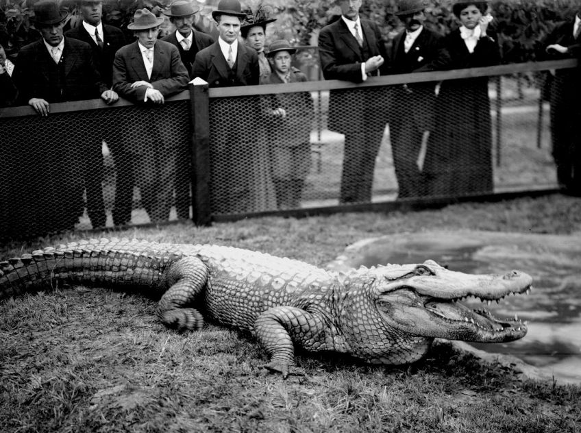 Krokodýlí polévka aneb jak může psychika změnit chuť jídla: Myslíte že by vám chutnala krokodýlí polévka více…