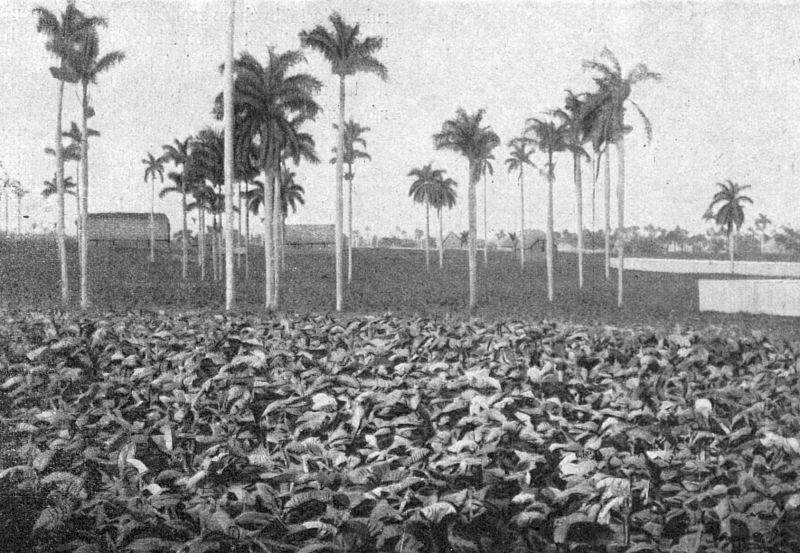 zobrazit detail historického snímku: Tabákové plantáže na Kubě.