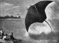 Tajemný mořský ďas, který děsil i zkušené námořníky: Co věděli lidé v roce 1903 o jedinečném obřím...