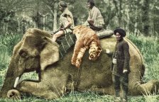 Rok 1923: Proč ročně umírají miliony divokých zvířat?