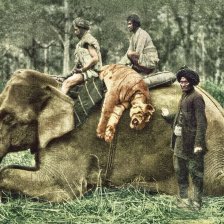 Rok 1923: Proč ročně umírají miliony divokých zvířat?