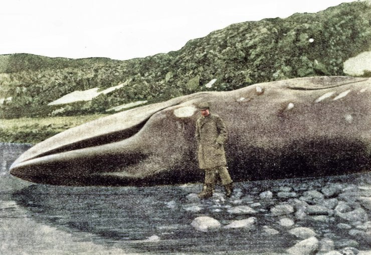 zobrazit detail historického snímku: Zabitá velryba na břehu.
