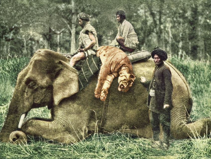 Rok 1923: Proč ročně umírají miliony divokých zvířat? Rok 1923: Proč ročně umírají miliony divokých zvířat?: Myslíte si, že se až v dnešních dobách začali lidé…