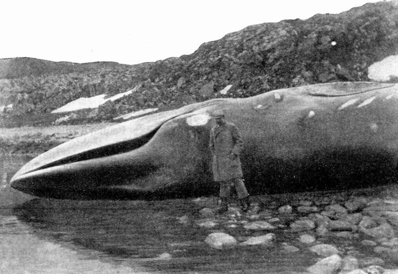 zobrazit detail historického snímku: Zabitá velryba na břehu.