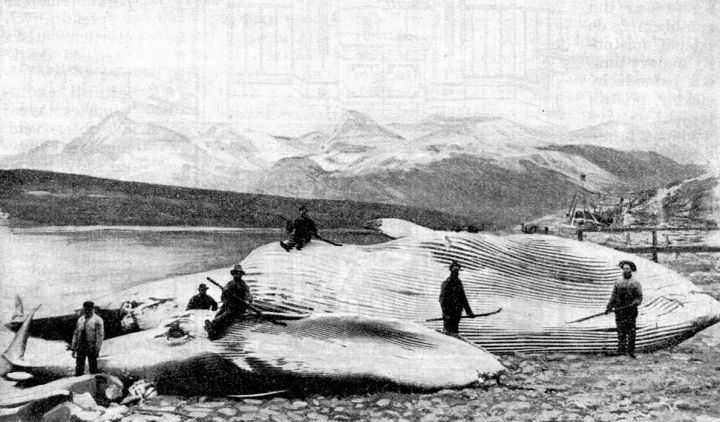 Stahování tuku ze zabitých velryb. - klikněte pro zobrazení detailu