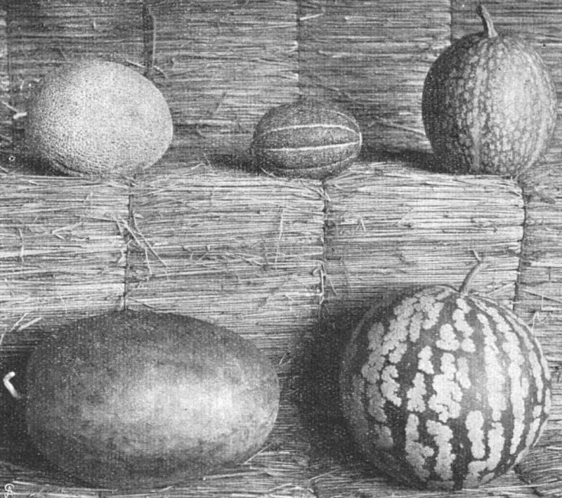 zobrazit detail historického snímku: Různé druhy melounů.