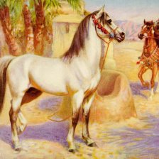 Arabský kůň.