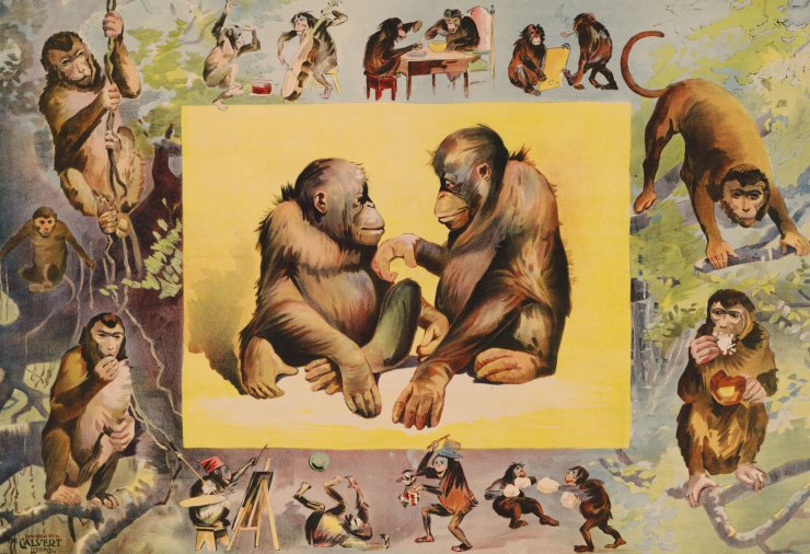 zobrazit detail historického snímku: Opice.