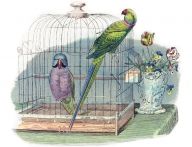 Rok 1908: Speciální ptačí škola v Paříži, kde učitelé učí papoušky mluvit: Je všeobecně známo, že se papoušci dokážou...