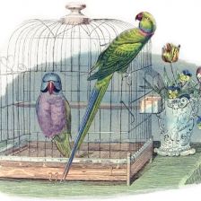 Rok 1908: Speciální ptačí škola v Paříži, kde učitelé učí papoušky mluvit