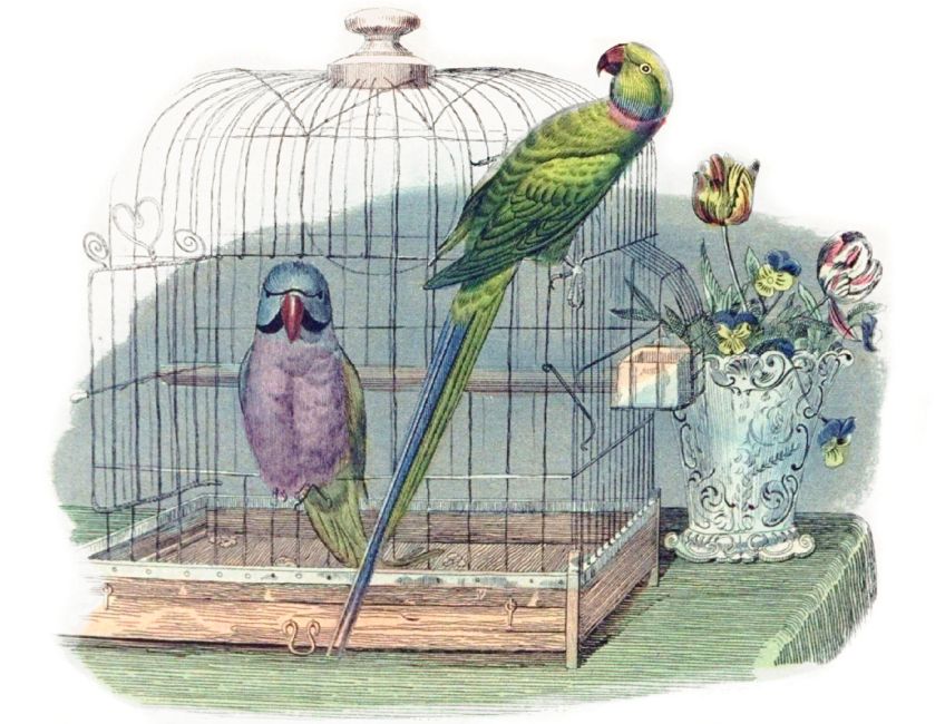 Rok 1908: Speciální ptačí škola v Paříži, kde učitelé učí papoušky mluvit: Je všeobecně známo, že se papoušci dokážou naučit…