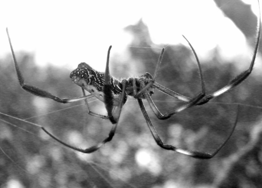 Pavoučí hedvábí, látka pro nejnáročnější milovníky luxusní módy Pavoučí hedvábí, látka pro nejnáročnější milovníky luxusní módy: Pokud se vám zdá nejkvalitnější hedvábí jako příliš…