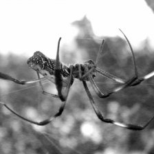 retro fotografie Pavouk, který vytváří »pavoučí hedvábí«.