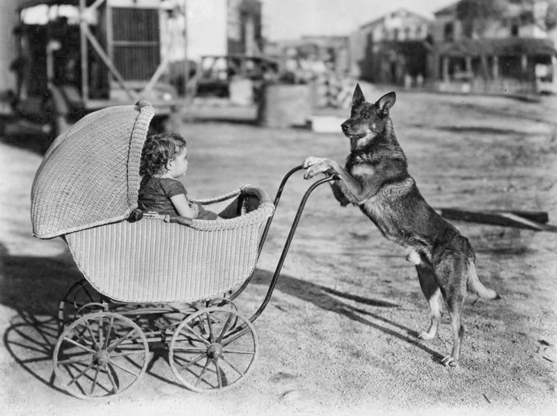 zobrazit detail historického snímku: Pes s kočárkem.
