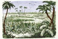 Ananas, jeho pěstování v tropech i u nás a záhada jeho původu: Milujete ananas? Článek z roku 1875 vám prozradí…