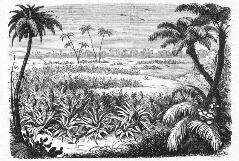 zobrazit detail historického snímku: Pole ananasové.