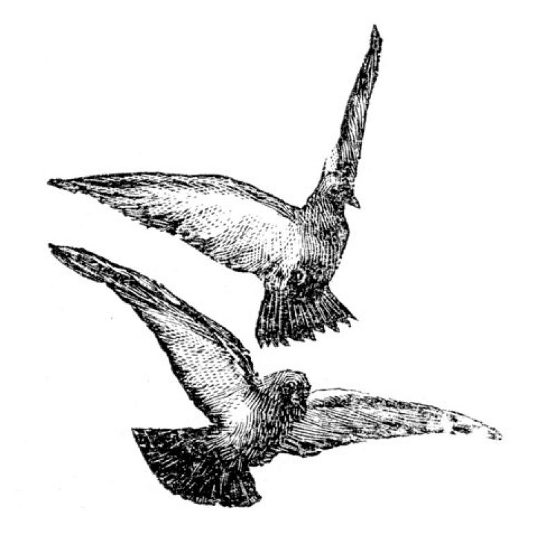 zobrazit detail historického snímku: Poštovní holubi.