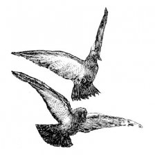 Poštovní holubi.