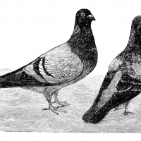 Poštovní holubi - klikněte pro zobrazení detailu