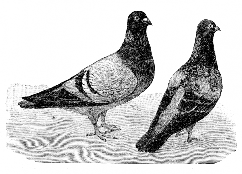 Poštovní holubi - klikněte pro zobrazení detailu