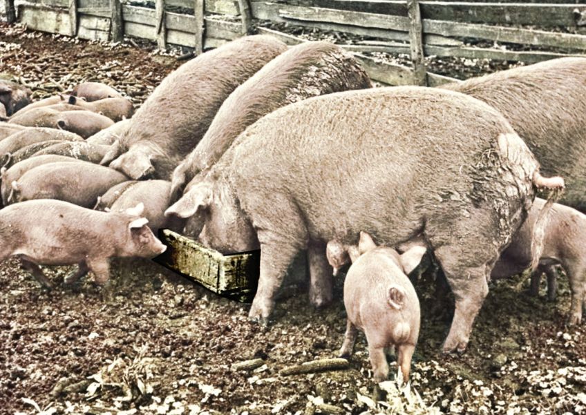 Historický recept na dokonalé naložení a uzení vepřového masa : Milujete poctivě připravené uzené maso? Zkuste si ho…