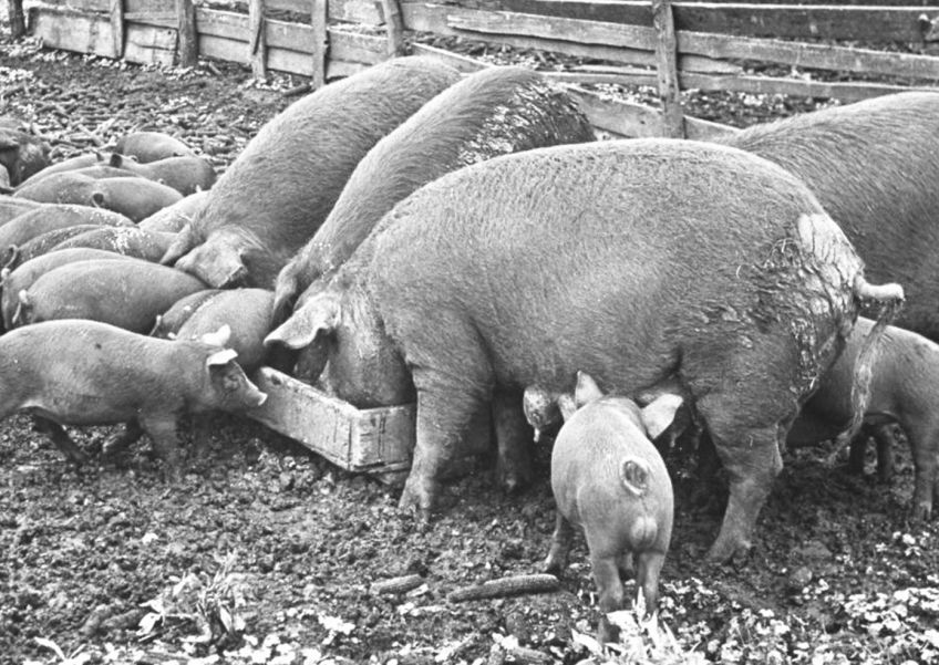 Historický recept na skvělé moravské klobásy od našich prababiček Historický recept na skvělé moravské klobásy od našich prababiček: Dáte si rádi dobré klobásy? Máme pro vás recept na…