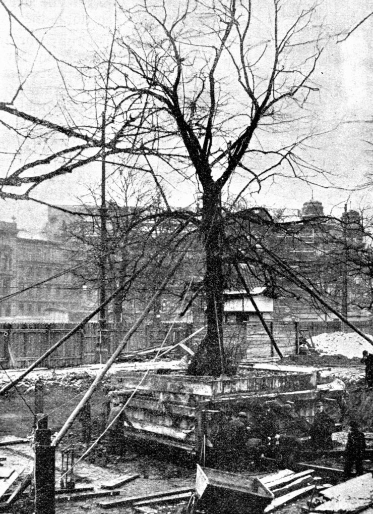 zobrazit detail historického snímku: Přesazování velkých stromů: