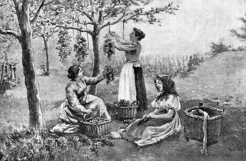 Pijete na dovolené v Chorvatsku srjemské víno nebo slivovici? Pijete na dovolené v Chorvatsku srjemské víno nebo slivovici?: O tom, jak tyto vyhlášené nápoje vznikají, vám více…