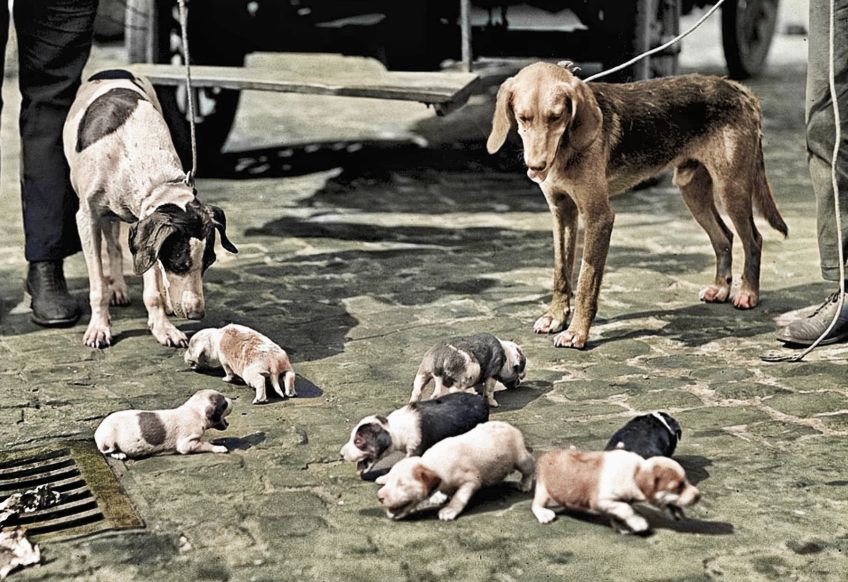 Rok 1895: Jednoduchý recept na psí dlouhověkost Rok 1895: Jednoduchý recept na psí dlouhověkost: Jak zajistit svému nejlepšímu čtyřnohému příteli…