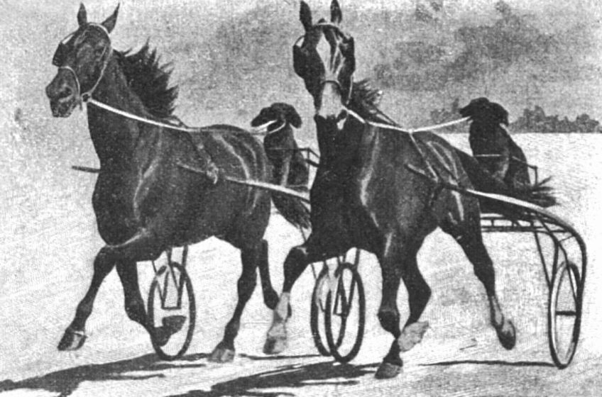 Psi jako žokejové na klusáckých dostizích!: K čemu všemu je možné vycvičit psy? Článek z roku…