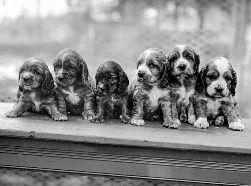 Jak se v Číně chovají a zabíjejí štěňata kvůli módě psích kožichů? Jak se v Číně chovají a zabíjejí štěňata kvůli módě psích kožichů?: Ve velké části světa je pes vnímán především jako…