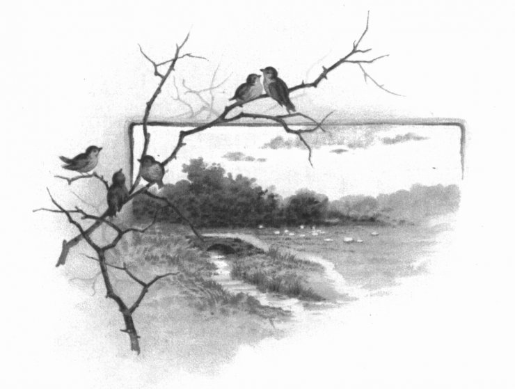 zobrazit detail historického snímku: Ptáci na stromě.
